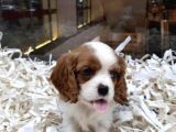 VONALPET GARANTİSİYLE MÜKEMMEL KALİTEDE CAVALİER KİNG CHARLES  YAVRULARIMIZ