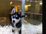 Vonalpet Garanti̇si̇yle Mükemmel Kali̇tede Si̇bi̇rya Kurdu  (Husky)  Yavrularimiz