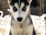VONALPET GARANTİSİYLE MÜKEMMEL KALİTEDE SİBİRYA KURDU  (HUSKY)  YAVRULARIMIZ