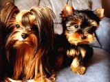 VONALPET GARANTİSİYLE MÜKEMMEL KALİTEDE YORKSHİRE TERRİER  YAVRULARIMIZ