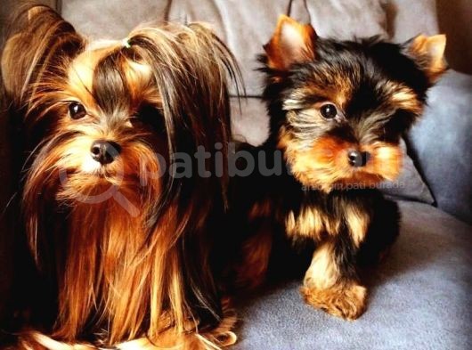 Vonalpet Garanti̇si̇yle Mükemmel Kali̇tede Yorkshi̇re Terri̇er  Yavrularimiz