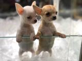 Vonalpet Garanti̇si̇yle Mükemmel Kali̇tede Chi̇huahua (Şi̇vava) Yavrularimiz