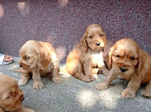Mükemmel Kali̇te Cocker  Yavrulari