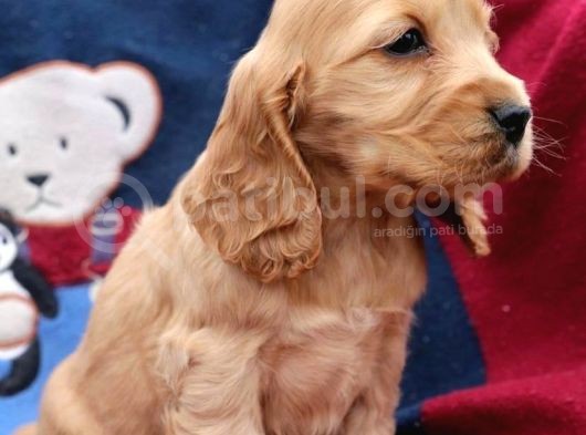 Baby Face Kali̇teli̇ Cocker Yavrulari
