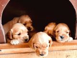 A Kali̇te Ameri̇kan Cocker Yavrulari