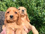 a kALİTE AMERİKAN COCKER YAVRULARI