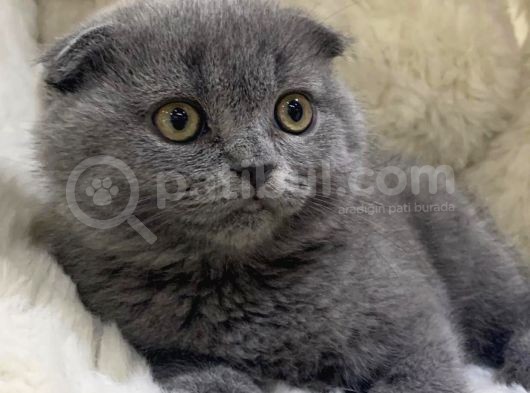 Vonalpet Garanti̇si̇yle Mükemmel Kali̇tede Scotti̇sh Fold Yavrularimiz