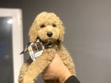 Standart Dev Boy Poodle Bebekler