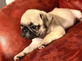 Safkan Dişi Pug Yavrumuz