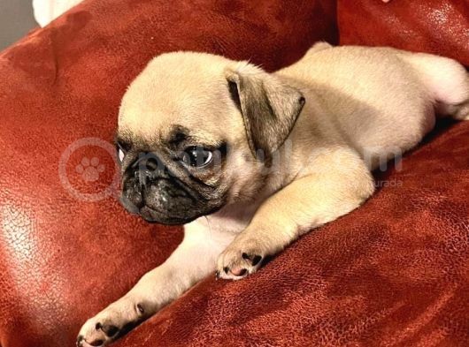 Safkan Dişi Pug Yavrumuz görsel