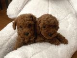 Red Aşılı Sağlıklı Toy Poodle Yavrular
