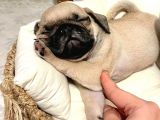 Safkan Dişi Pug Yavrumuz