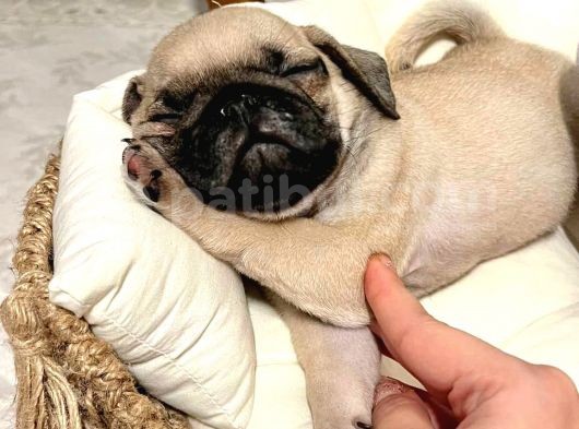 Safkan Dişi Pug Yavrumuz görsel