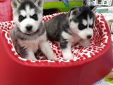VONALP PET GARANTİLİ SİBİRYA KURDU (HUSKY) YAVRULARIMIZ