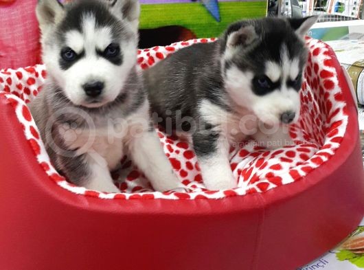 Vonalp Pet Garanti̇li̇ Si̇bi̇rya Kurdu (Husky) Yavrularimiz