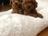 Red Aşılı Sağlıklı Toy Poodle Yavrular