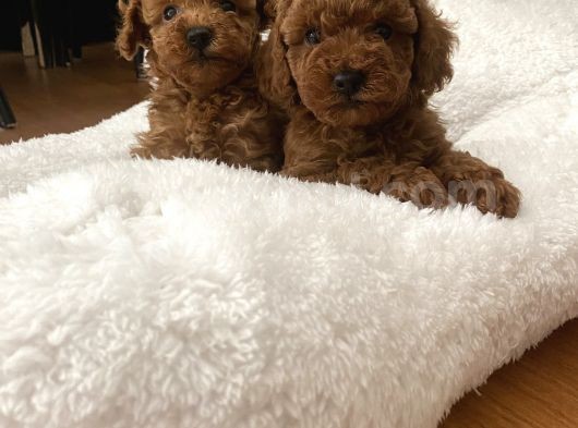 Red Aşılı Sağlıklı Toy Poodle Yavrular