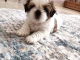 Irkının en güzelii Shih Tzu Bebeklerrr