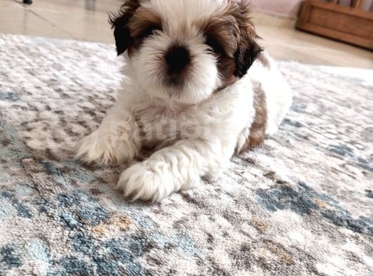 Irkının En Güzelii Shih Tzu Bebeklerrr