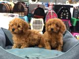 Vonalp Pet Garanti̇li̇ Toy Poodle Yavrularimiz