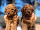 Red Toy Poodle Yavrularımız