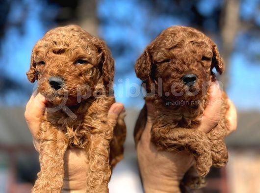 Red Toy Poodle Yavrularımız görsel