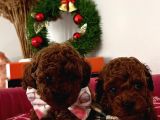 %100 Orji̇nal Red Brown Toy Poodle Yavrularimiz(Garanti̇li̇)