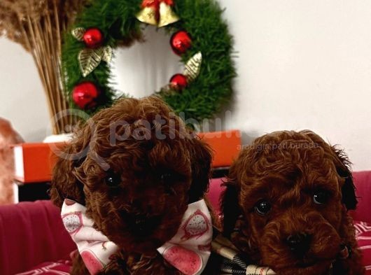 %100 Orji̇nal Red Brown Toy Poodle Yavrularimiz(Garanti̇li̇) görsel