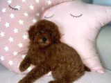 Red Brown Toy Poodle Yavrular