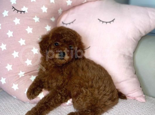 Red Brown Toy Poodle Yavrular görsel
