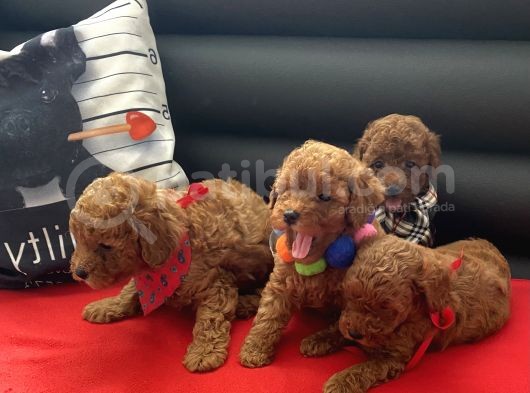 Anne Altından Red Toy Poodle Yavrular görsel