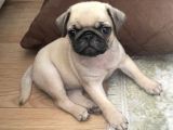 Safkan dişi pug yavrumuz