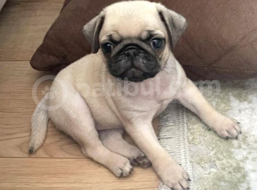 Safkan Dişi Pug Yavrumuz
