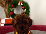 %100 Orji̇nal Red Brown Toy Poodle Yavrularimiz(Garanti̇li̇)