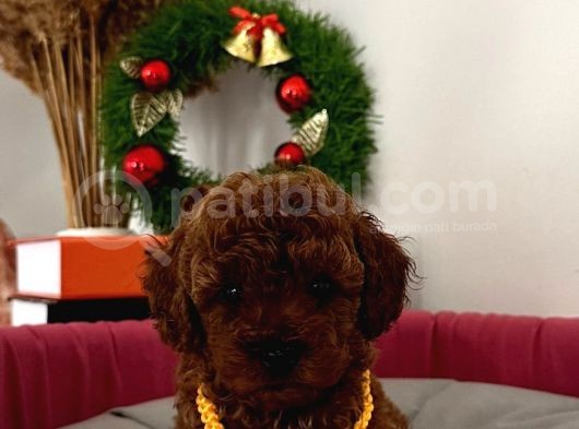 %100 Orji̇nal Red Brown Toy Poodle Yavrularimiz(Garanti̇li̇) görsel