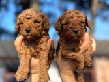 Red Toy Poodle Yavrularımız