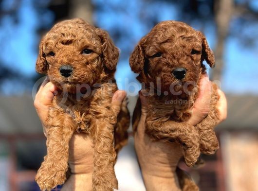 Red Toy Poodle Yavrularımız görsel