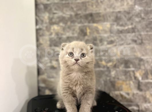 Li̇lak Scotti̇sh Longhai̇r Yavrularim görsel