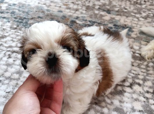 Irkının En Güzelii Shih Tzu Bebeklerrr görsel