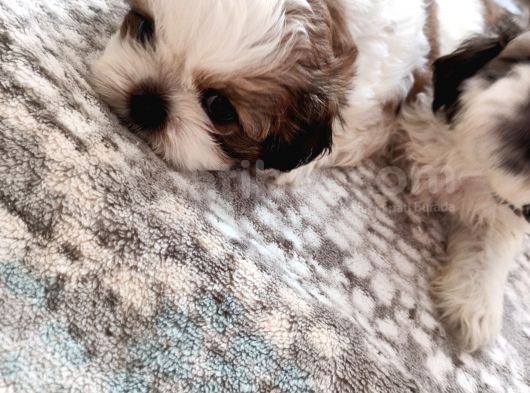 Irkının En Güzelii Shih Tzu Bebeklerrr görsel