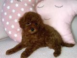 Red Brown Toy Poodle Yavrular