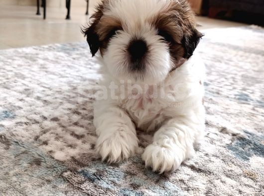 Irkının En Güzelii Shih Tzu Bebeklerrr görsel