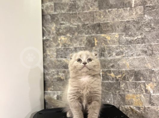 Li̇lak Scotti̇sh Longhai̇r Yavrularim görsel