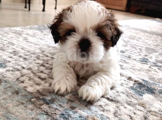 Irkının En Güzelii Shih Tzu Bebeklerrr görsel