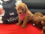 Anne Altından Red Toy Poodle Yavrular
