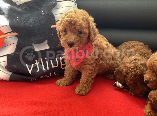 Anne Altından Red Toy Poodle Yavrular görsel