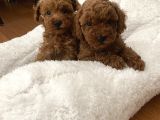 Red Aşılı Sağlıklı Toy Poodle Yavrular
