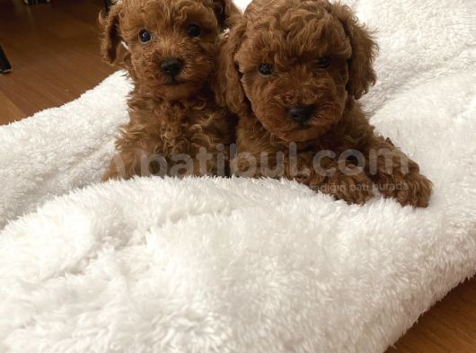 Red Aşılı Sağlıklı Toy Poodle Yavrular görsel