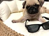 Safkan Dişi Pug Yavrumuz