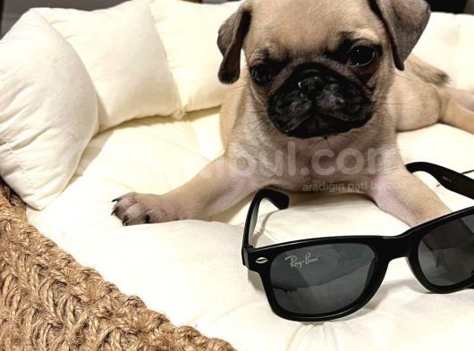 Safkan Dişi Pug Yavrumuz görsel